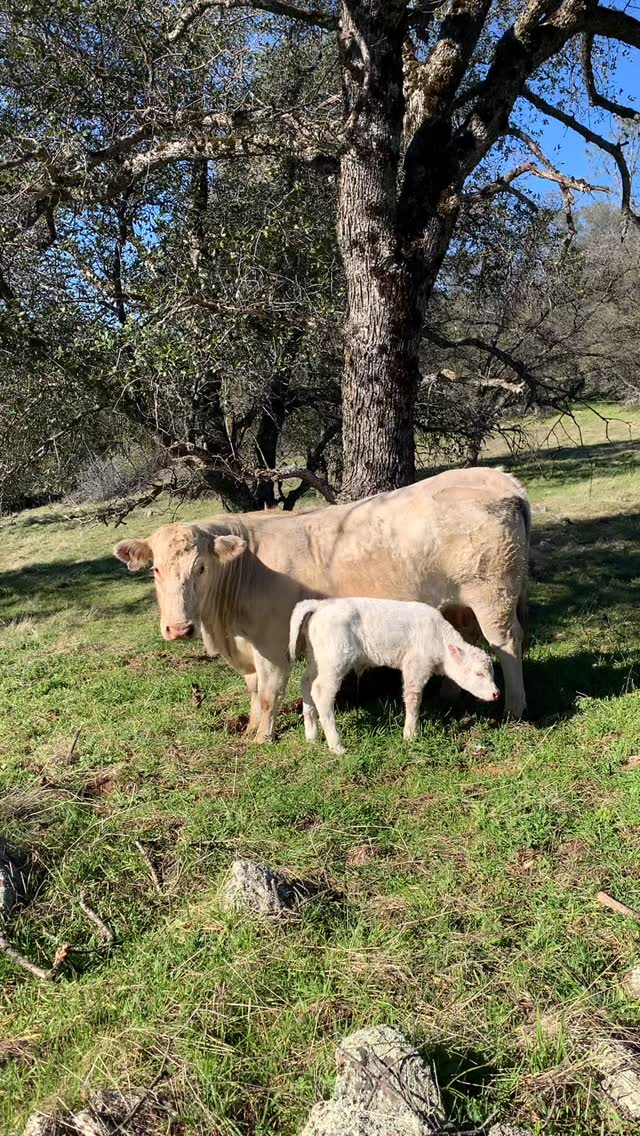 Beautiful weather to calve in! What good mama. | Fowler Meat Company ...