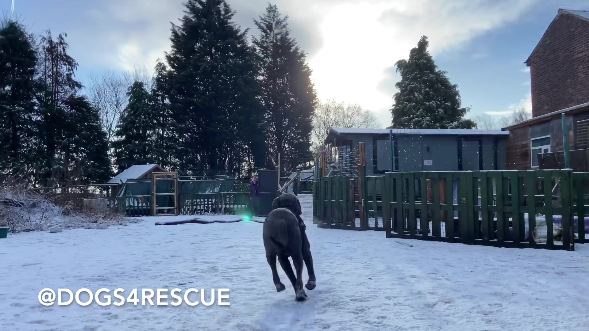 Rescue dogs playing in the snow ️ ️ So much excitement at our kennel ...