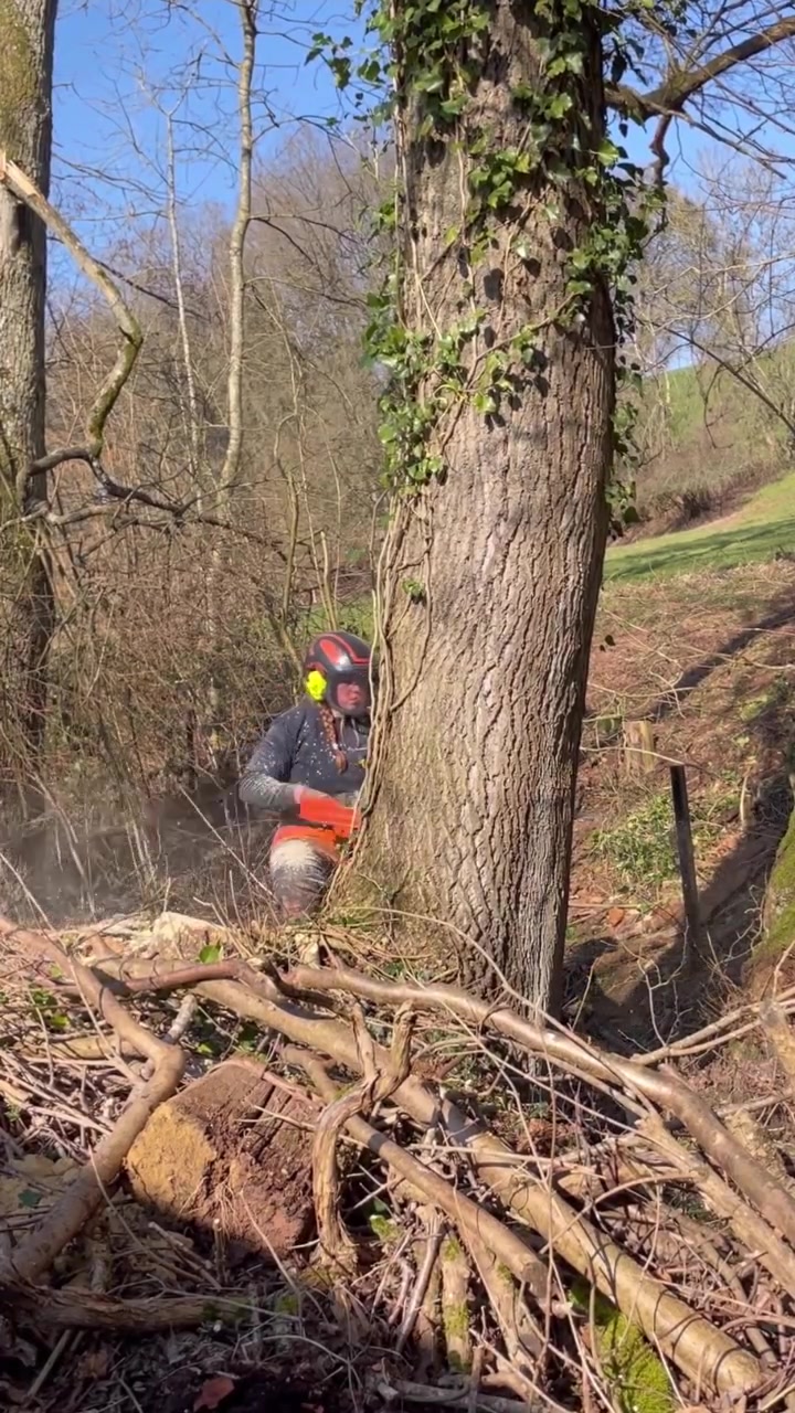 Winch based felling cut on an ash tree with +-70cm diameter and leaning ...