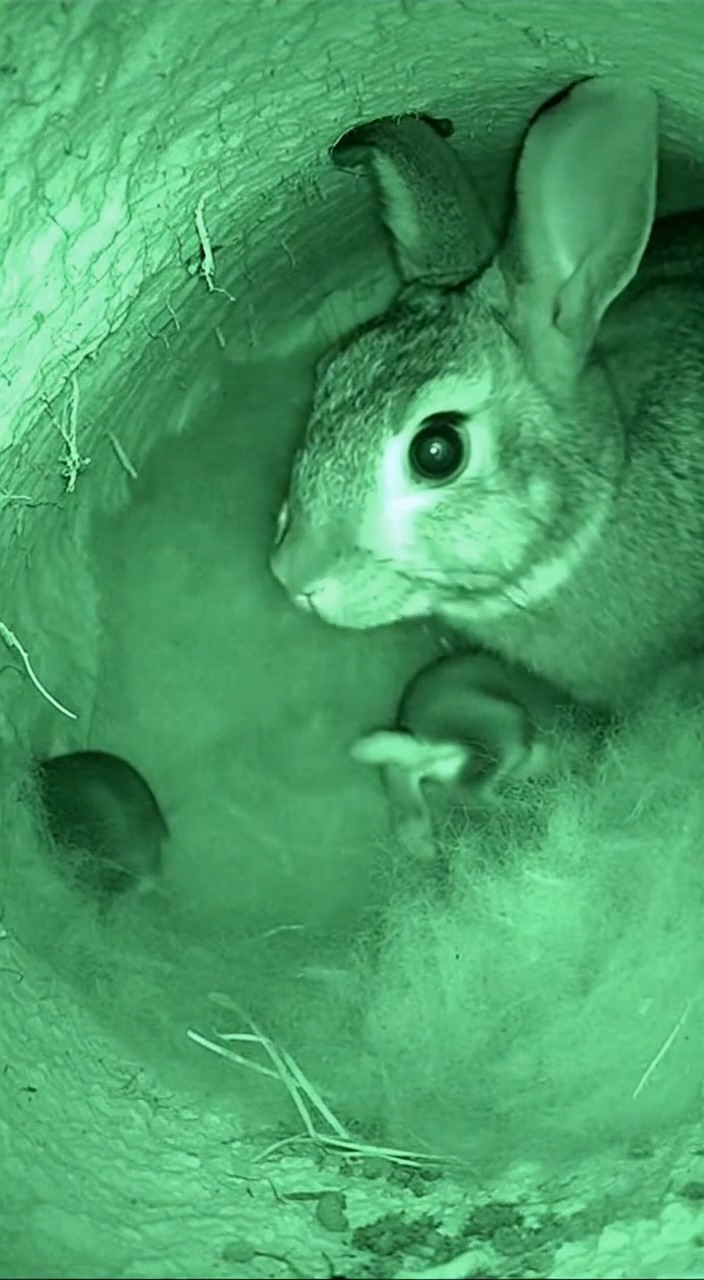 Inside the Burrow: A Mother Rabbit’s Vigil #RabbitFamily #MotherRabbit ...