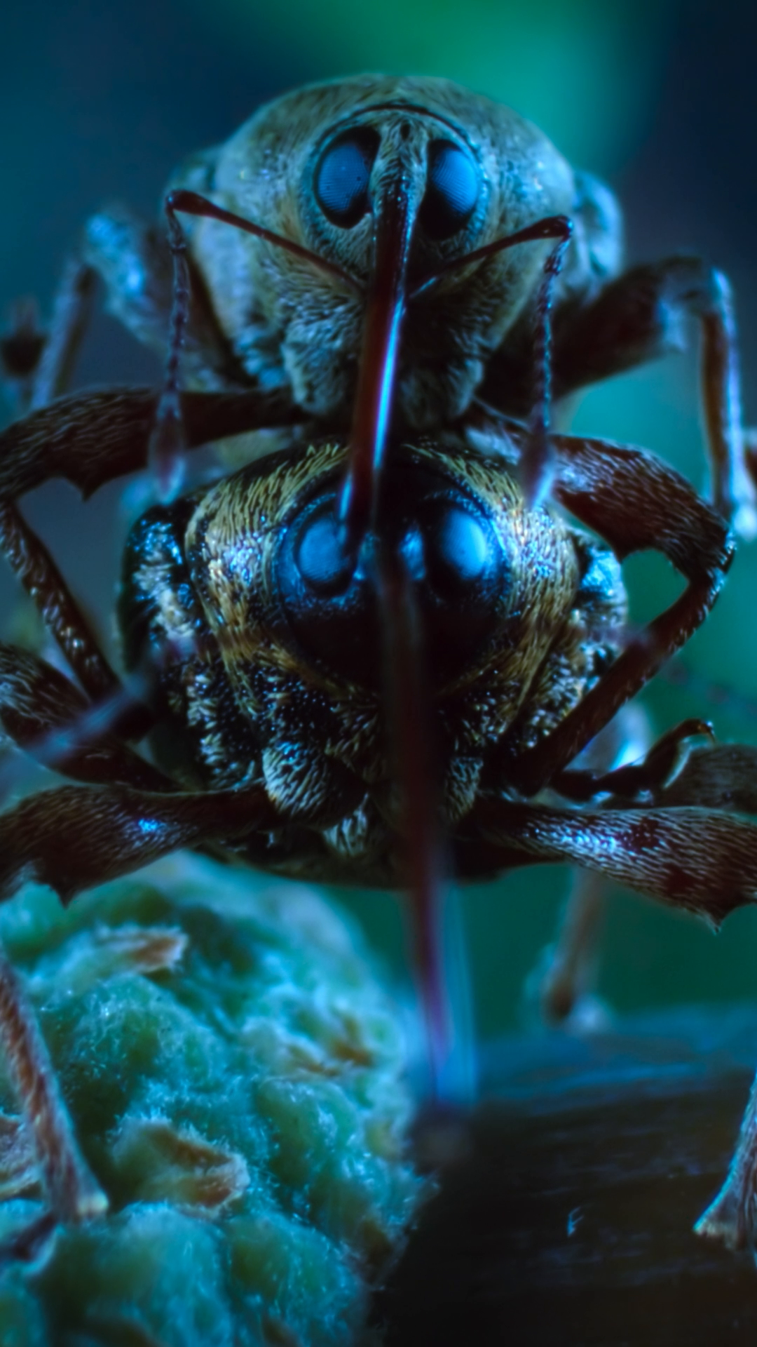 New bugs, new adventures. Season 2 of #ARealBugsLife, inspired by Pixar ...