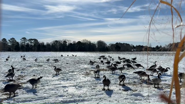 Make em rain! #simonizerfishingcharters #canadiangoose # ...