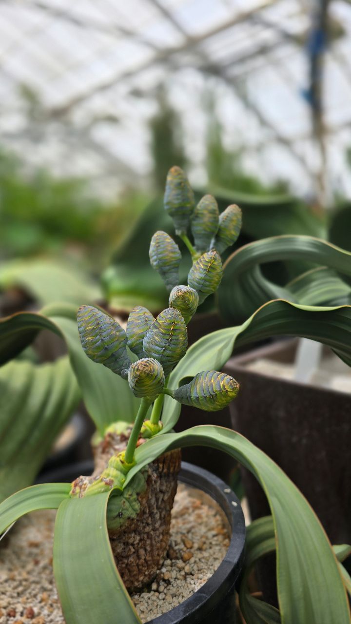 Welwitschia mirabilis, B93-553 (2), is one of our female specimens
