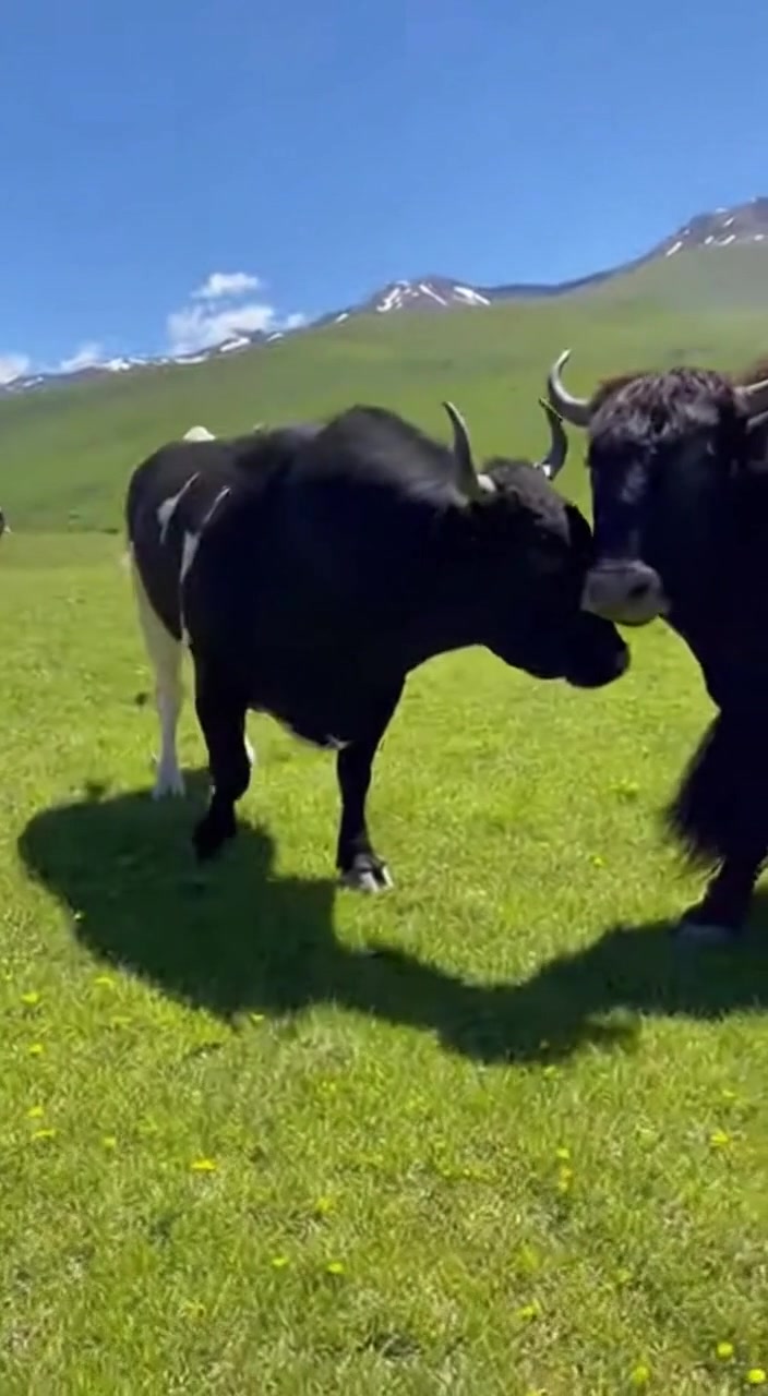 When powerful strength encounters powerful strength, the farm becomes a ...