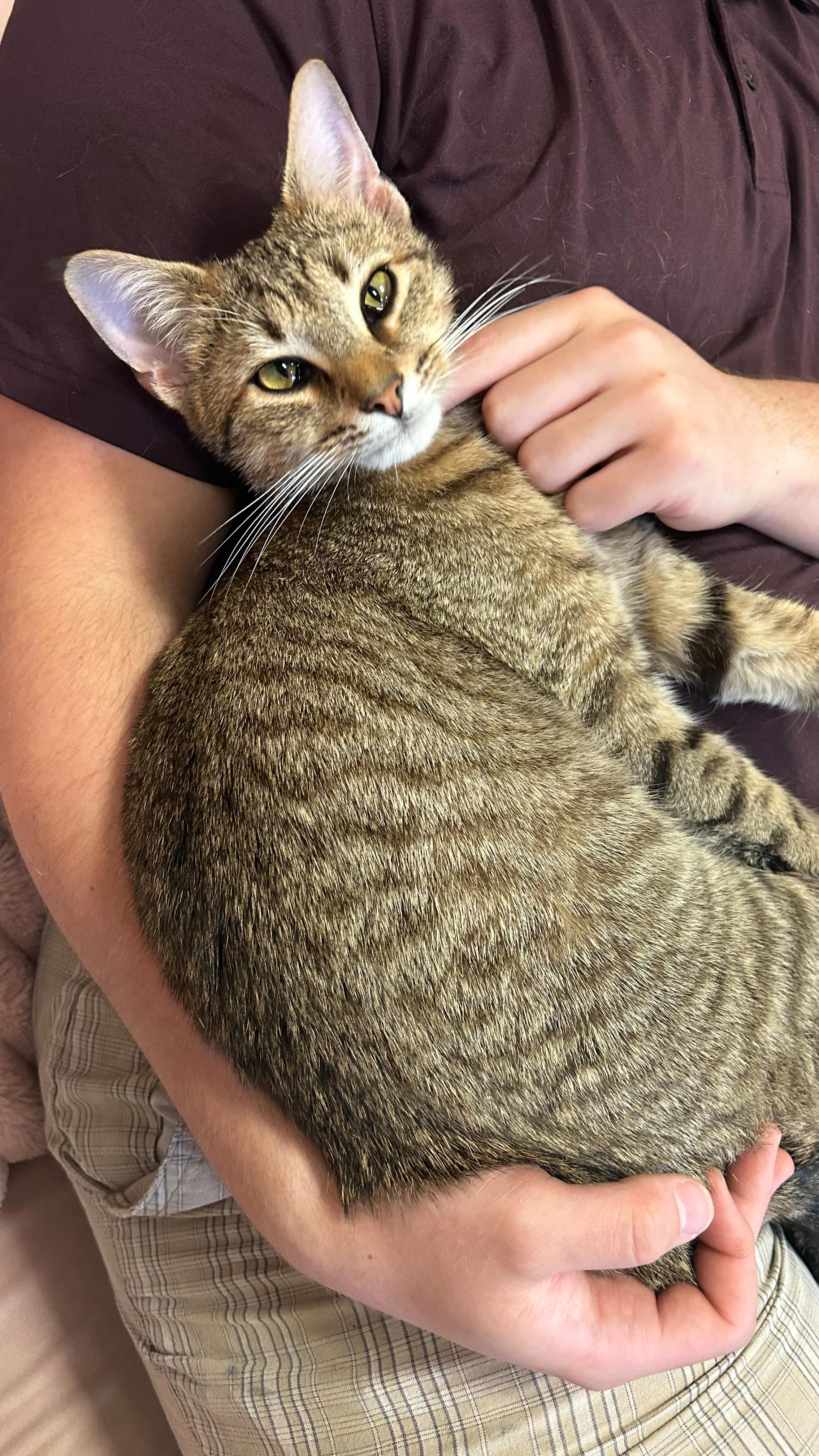 Frisky Cat Cafe | Saint Augustine FL