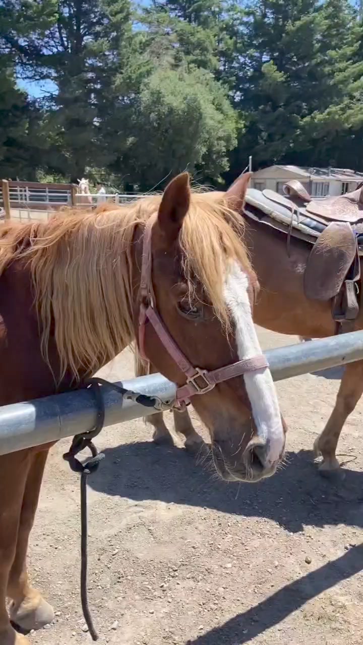 The Ridge Trail team recently visited Five Brooks Ranch in west Marin ...
