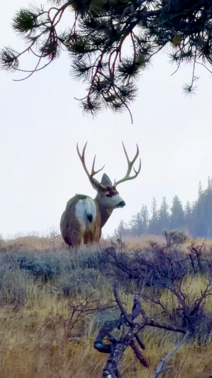 A winter dawn. ️ A lone mule deer on the ridge, antlers catching cold ...