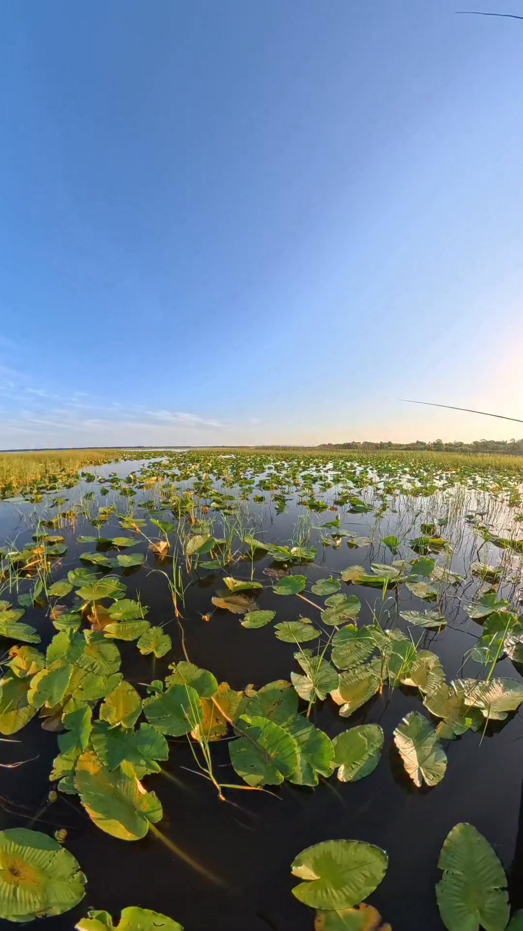 ＂THE＂ $100 HOOKSET!!!#shellcracker #fishing #floridafishing # ...