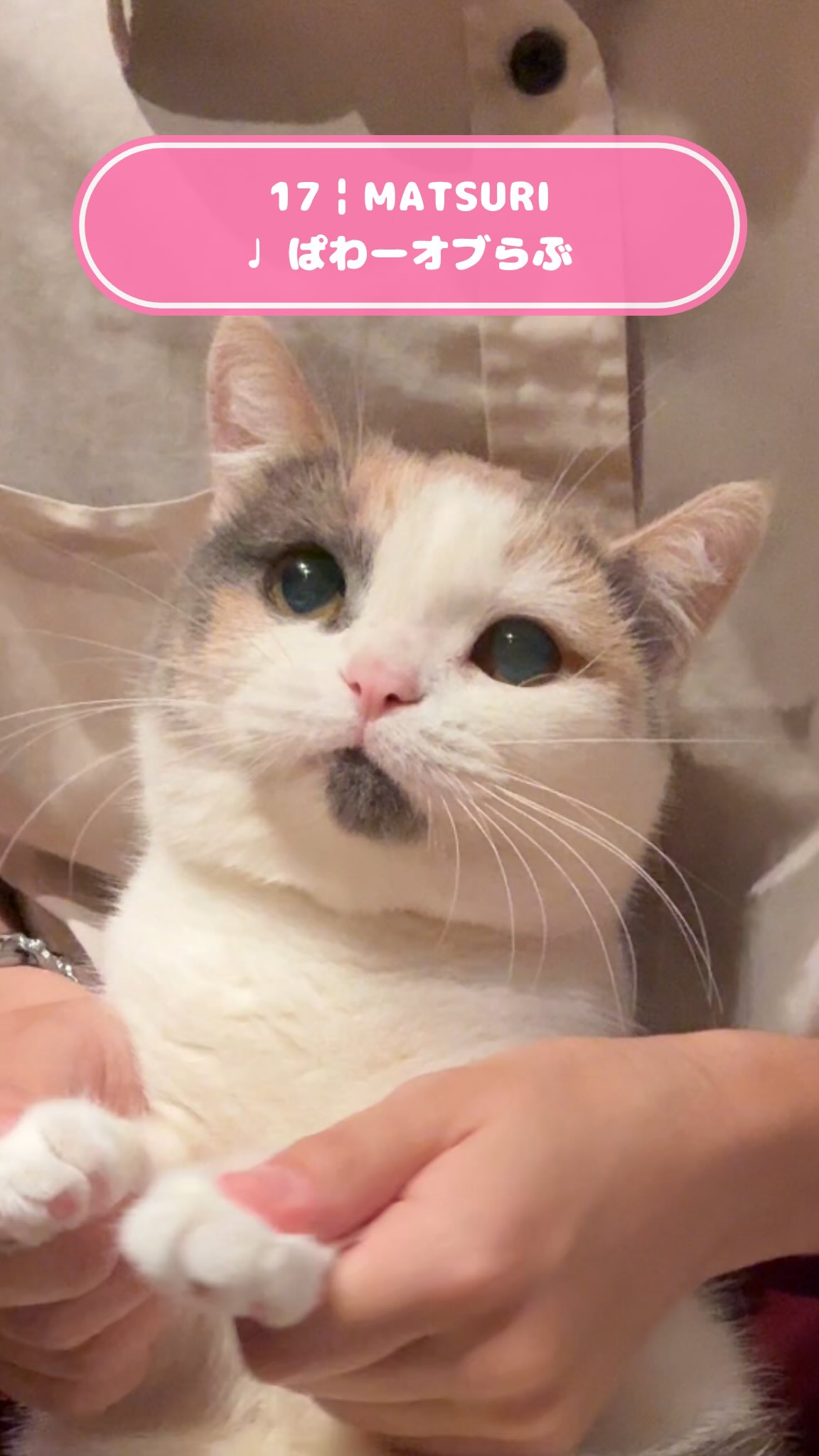 猫カフェモカ 神戸三宮店（CatCafe Mocha KobeSannomiya） | Kobe-shi