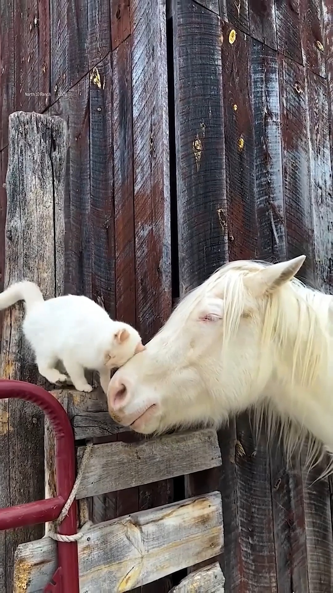 ❤️cats n horse’s ❤️ Horse had no friends, until cats became his family Special thanks