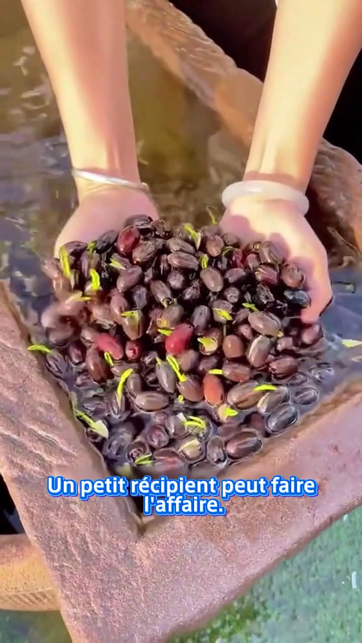 100 Graines De Fleur De Lotus Mélangées - Bonsaï & Jardin Aquatique