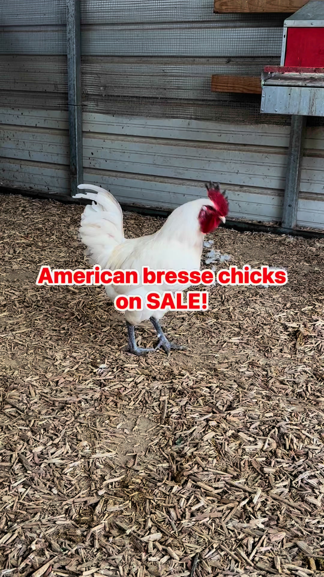 Bressefarms.com - 🚨 Alert! American Bresse Chicks are... | Facebook