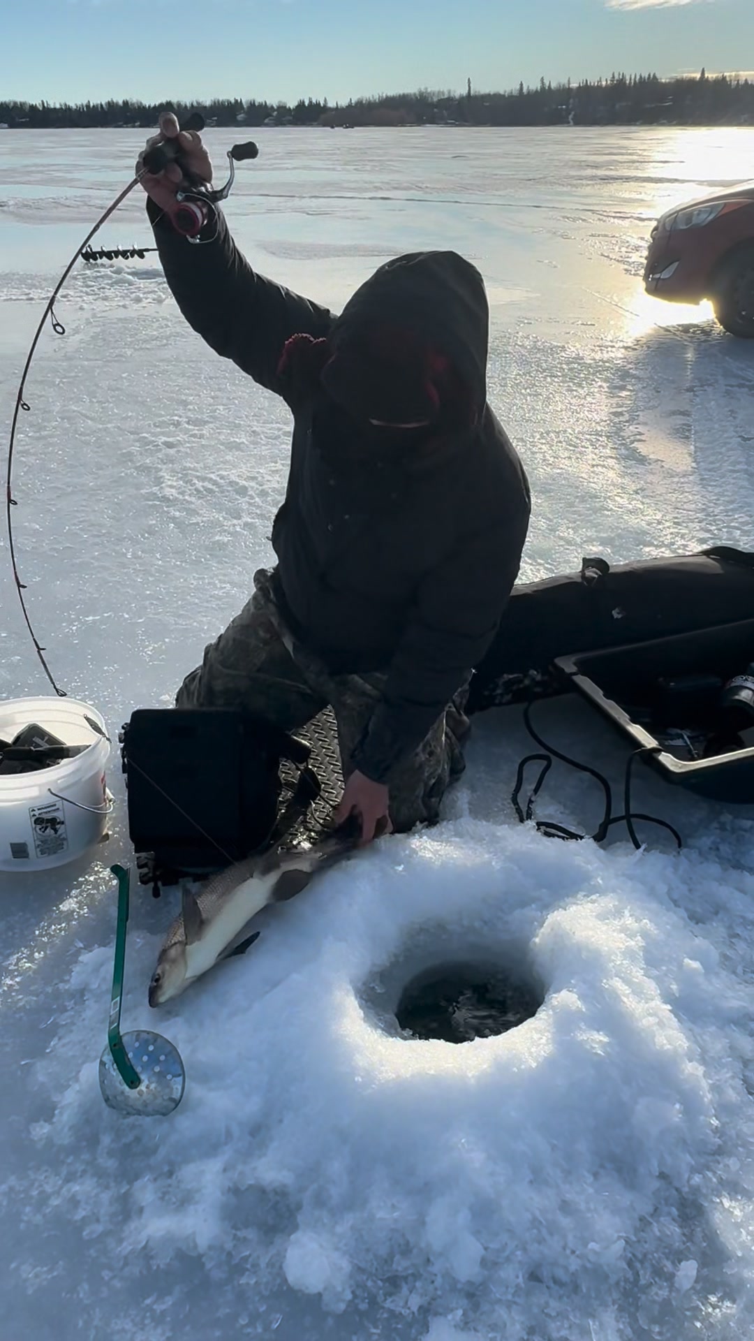 Jumbo Lake Whitefish #icefishing #albertalakes | Kin Sa Cia | Facebook