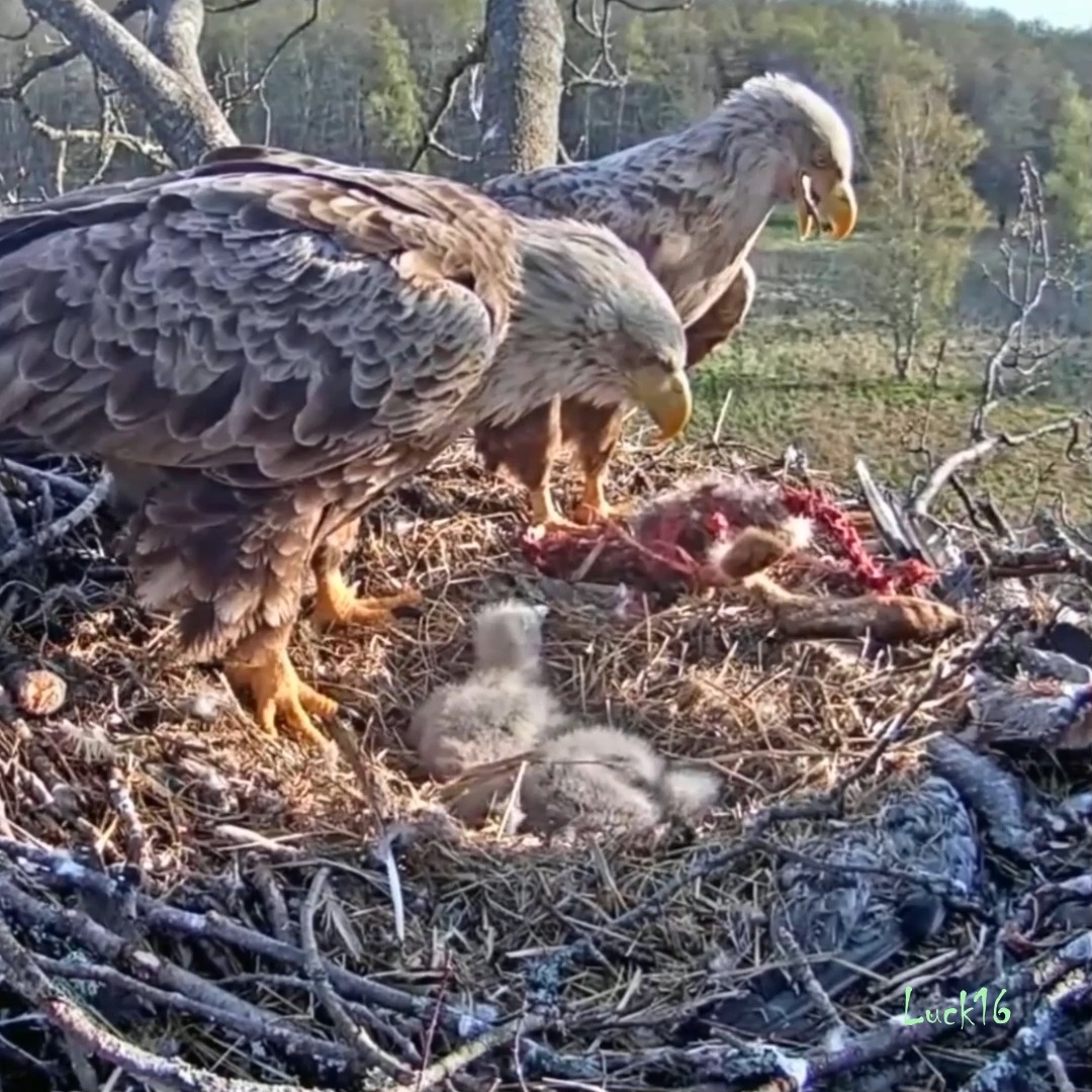 E#37B | Review mother bird feeding her chicks in the nest | the babies ...