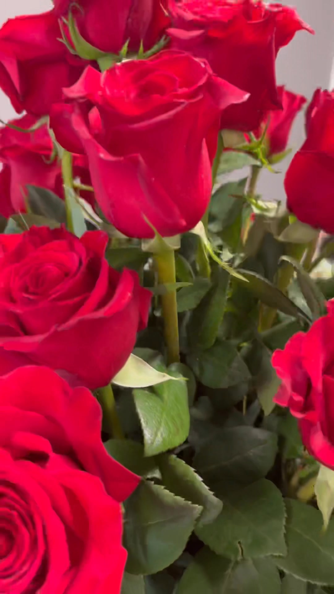 STUNNING! THREE DOZEN RED ROSES... ORDER NOW FOR VALENTINES DAY!Www ...