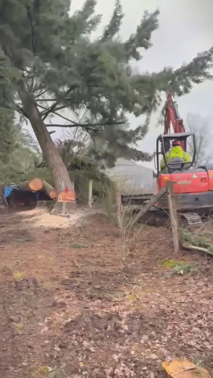There’s something about a tree hitting the ground just the way you ...
