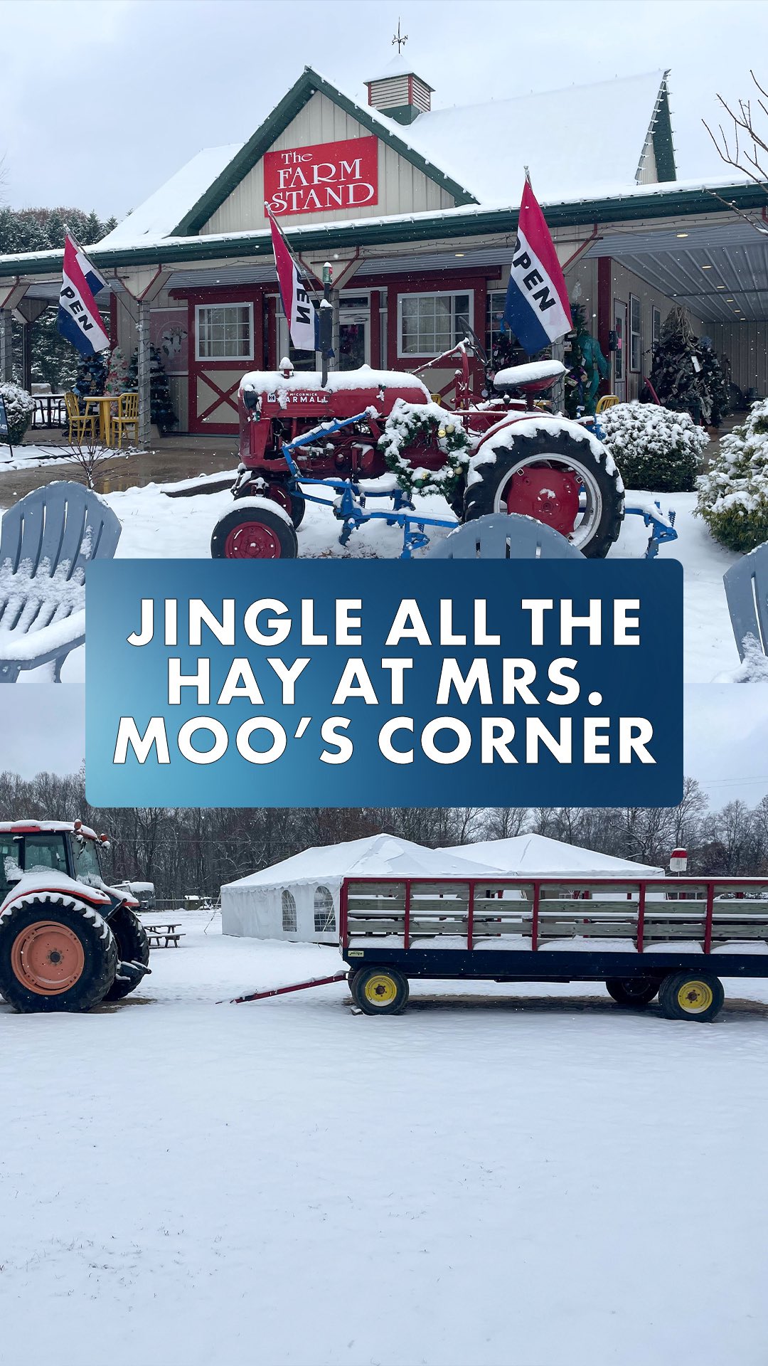 🎄 Mrs. Moo’s Corner at Spider Hall Farm has transformed into a magical ...