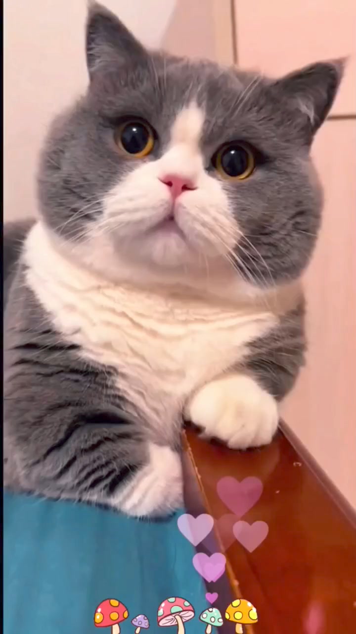 Best Cutie Funny Cats 😸 Funniest Animals 😻 | Cute Kittens | Facebook