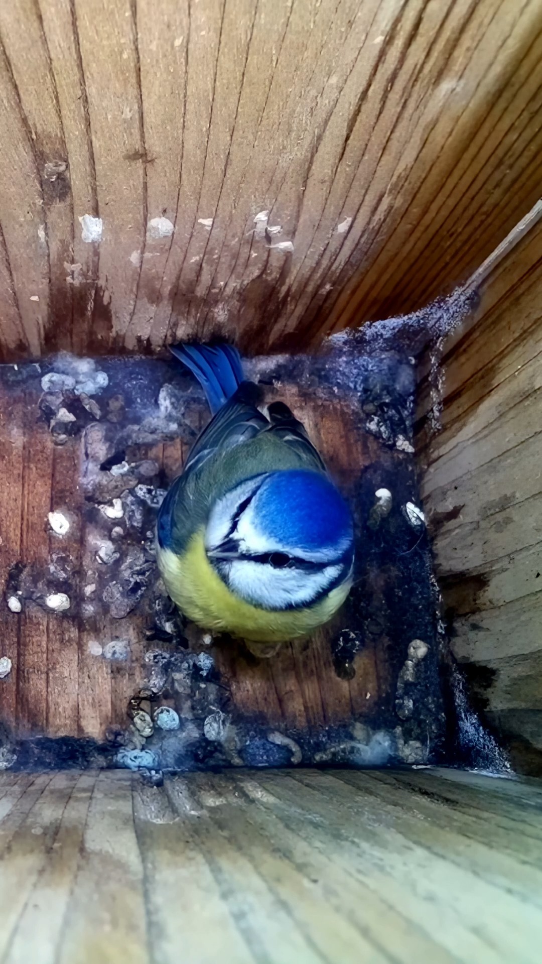 fish and bird box A&E Cage Lovebird Nest – Home Bazaar Fishing Lodge Birdhouse Fish Bird House – Bloom