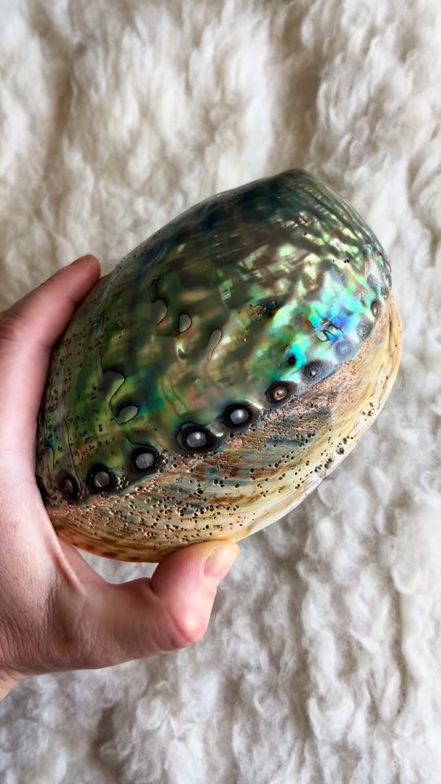 Sneak peek of my new batch of shells 😍 These are so beautiful 💙 # ...