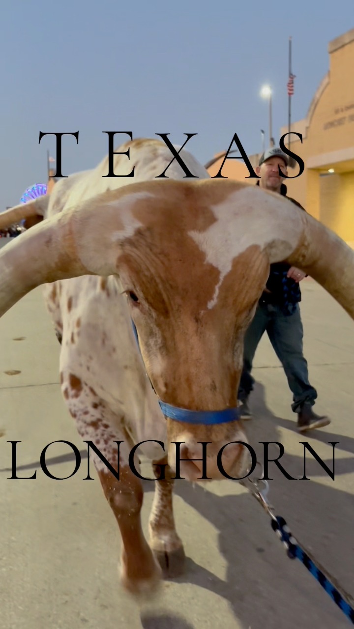 Had to hop on the trend and show off our Texas Longhorns! These cool ...