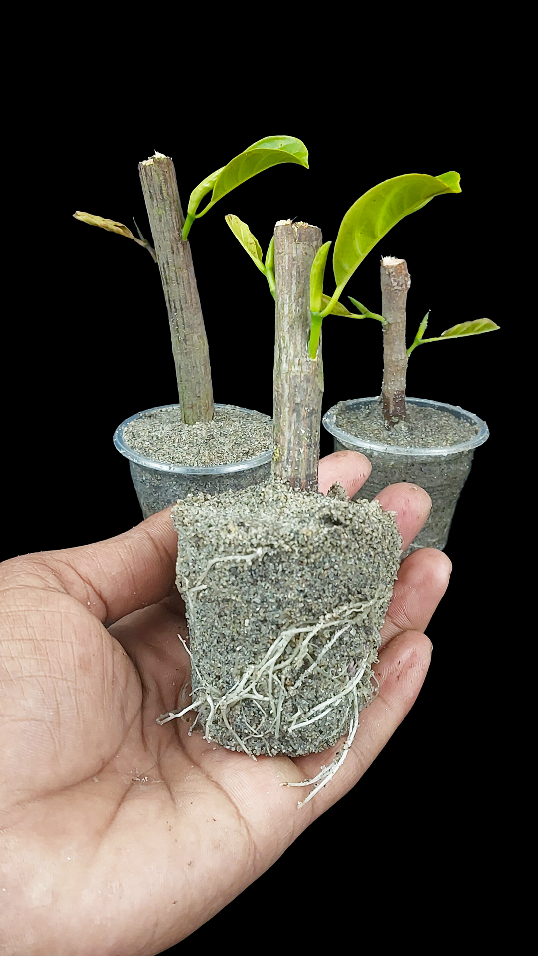 Best Skills how to grow Grape tree from grape fruit in eggshell ...