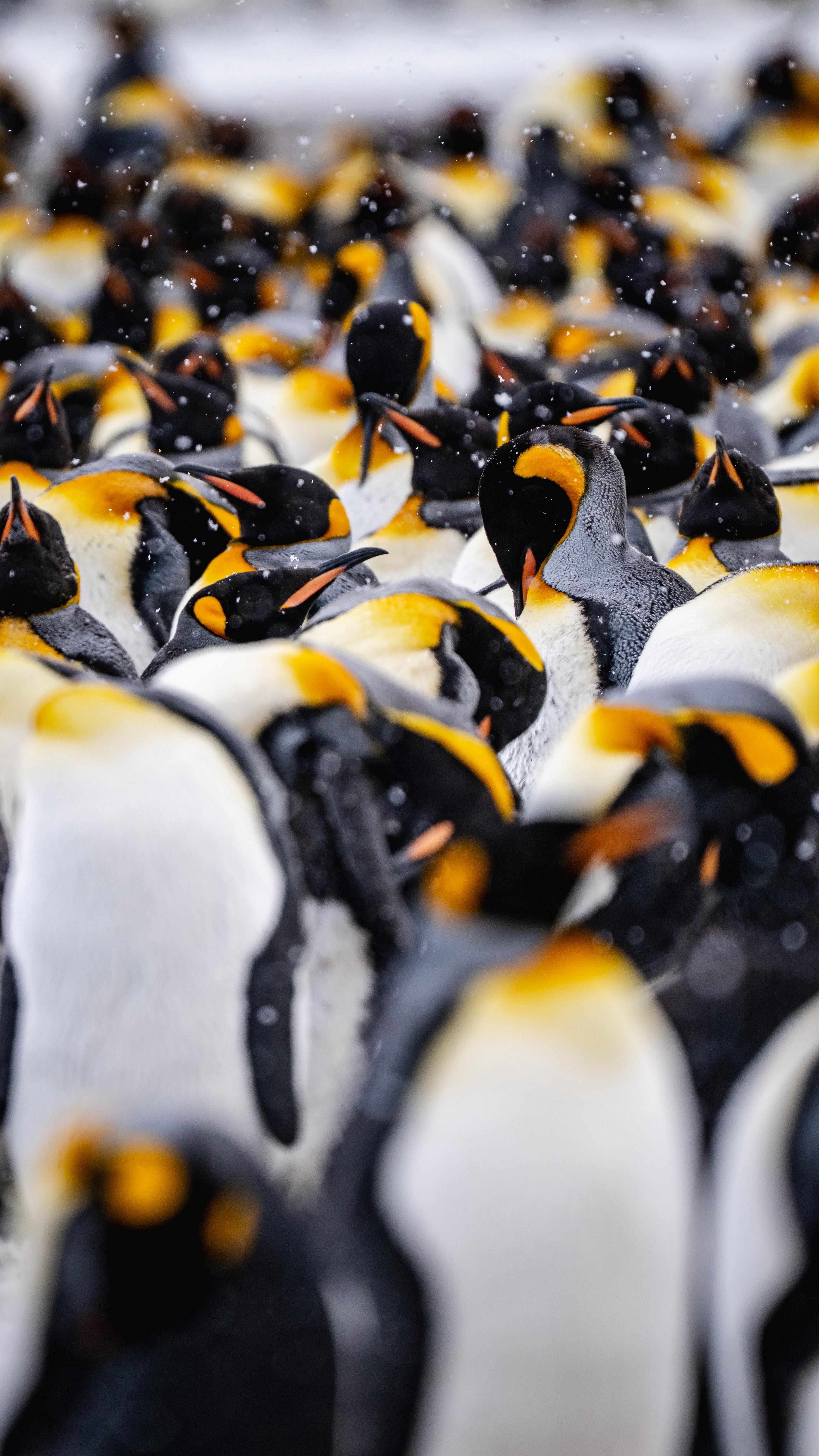 Penguins are pretty magical. They survive where the world says nothing ...