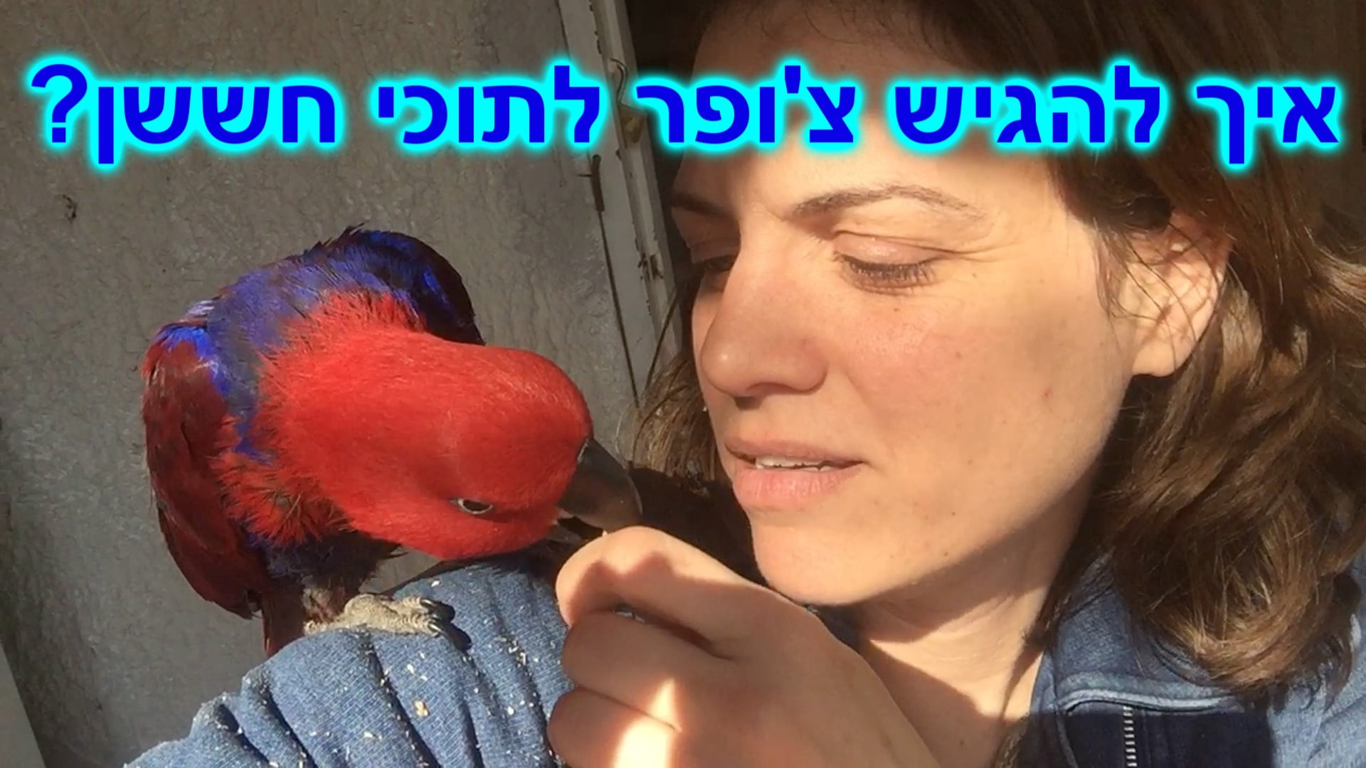 **מהי שפת הגוף הנכונה בסשן אילוף של תוכי? ובפרט עם תוכי חששן?** >>קטע ...
