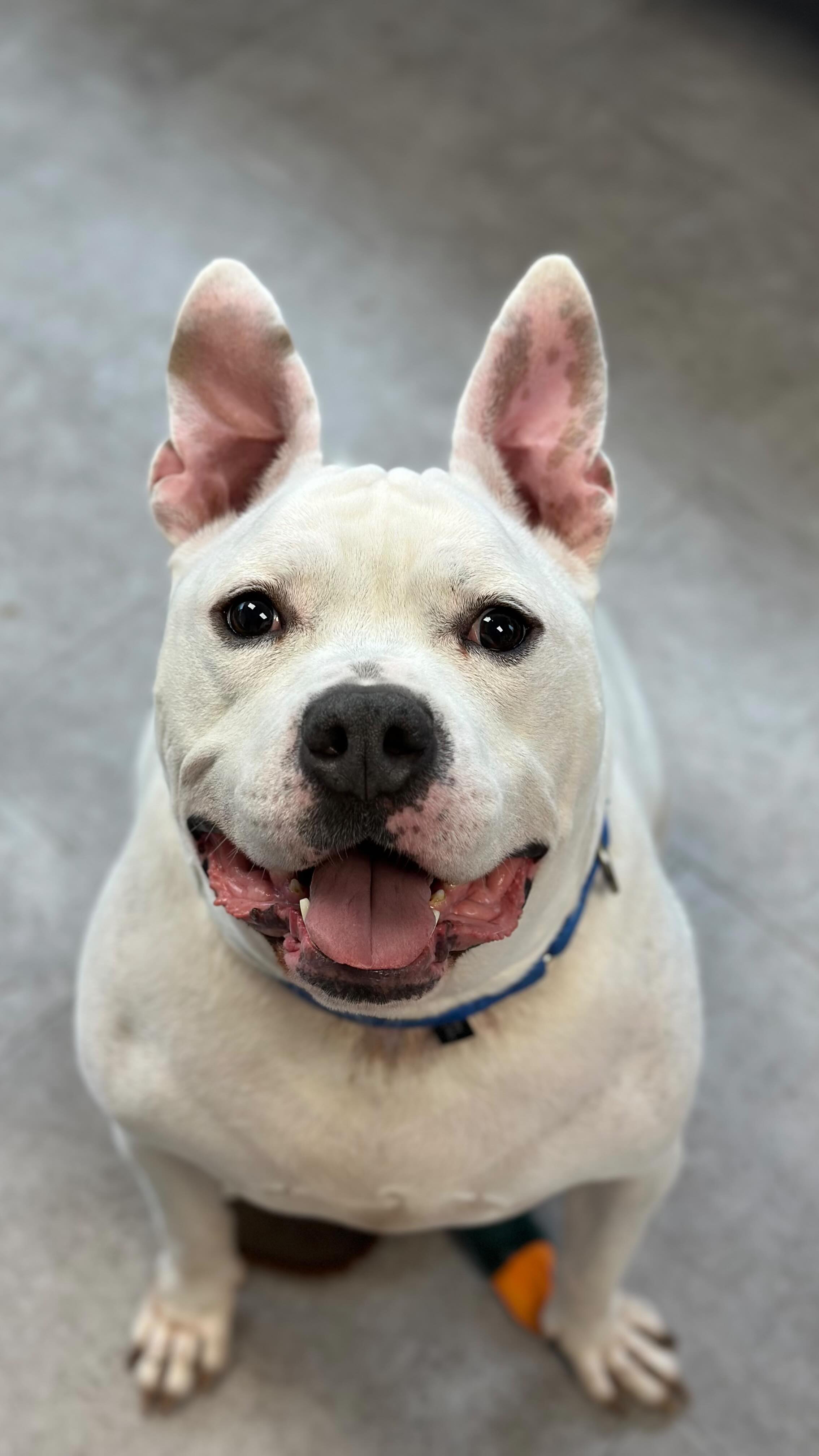 Meet Turbo 🚀 Three and a half years old, built like a linebacker, and ...