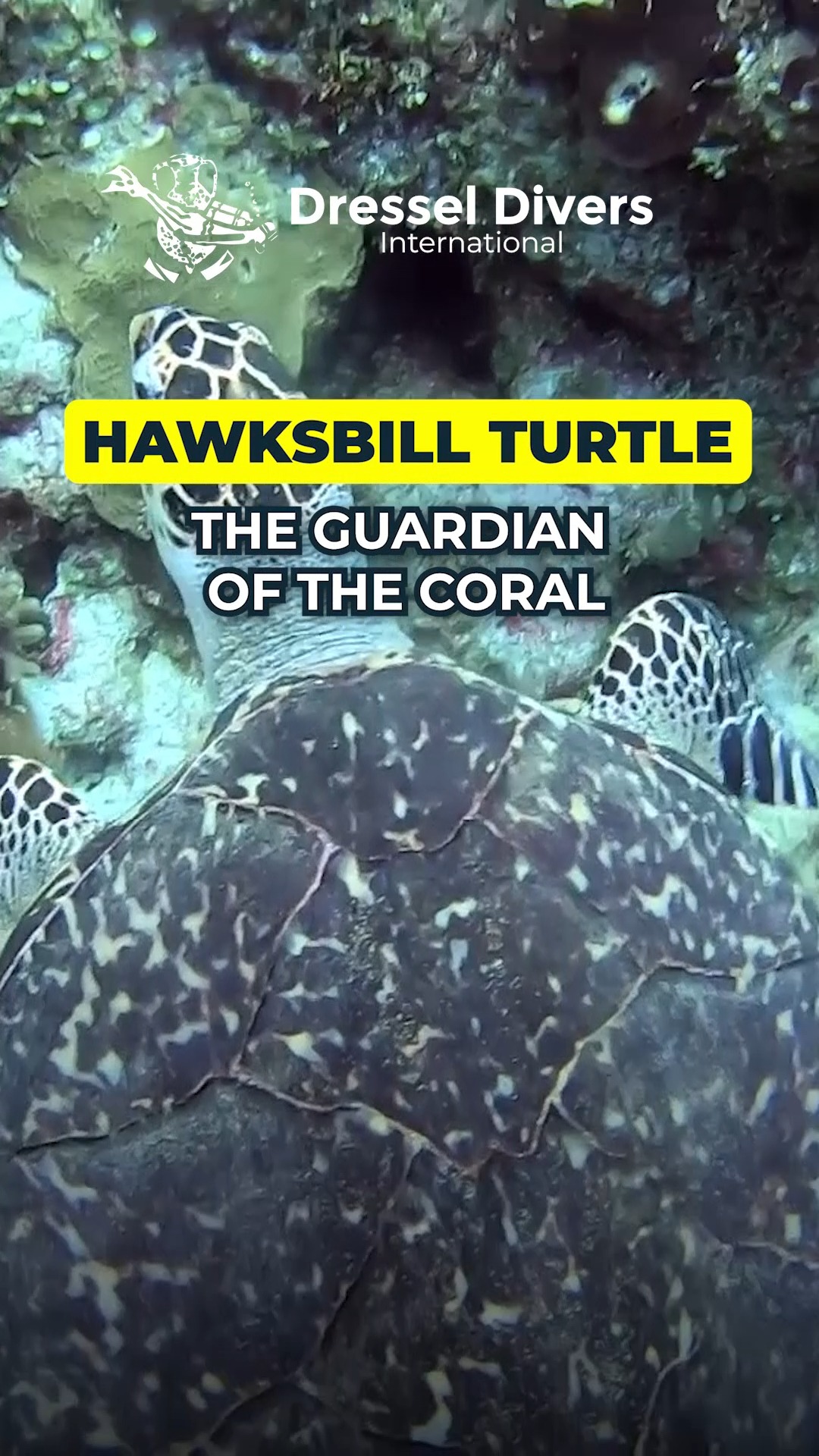 A quiet guardian at work. 🐢🌊 The hawksbill turtle plays a key role in ...