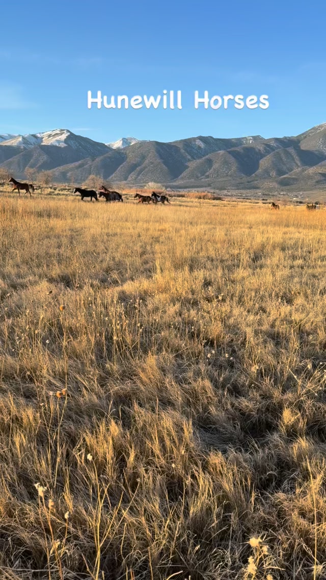 It was time to bring in the horses for their midwinter vaccinations ...