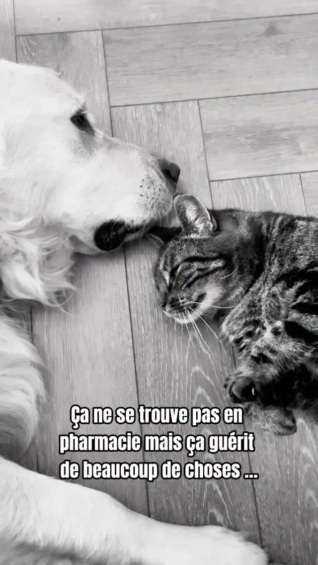Vivre avec des animaux, c’est recevoir chaque jour une dose de douceur ...