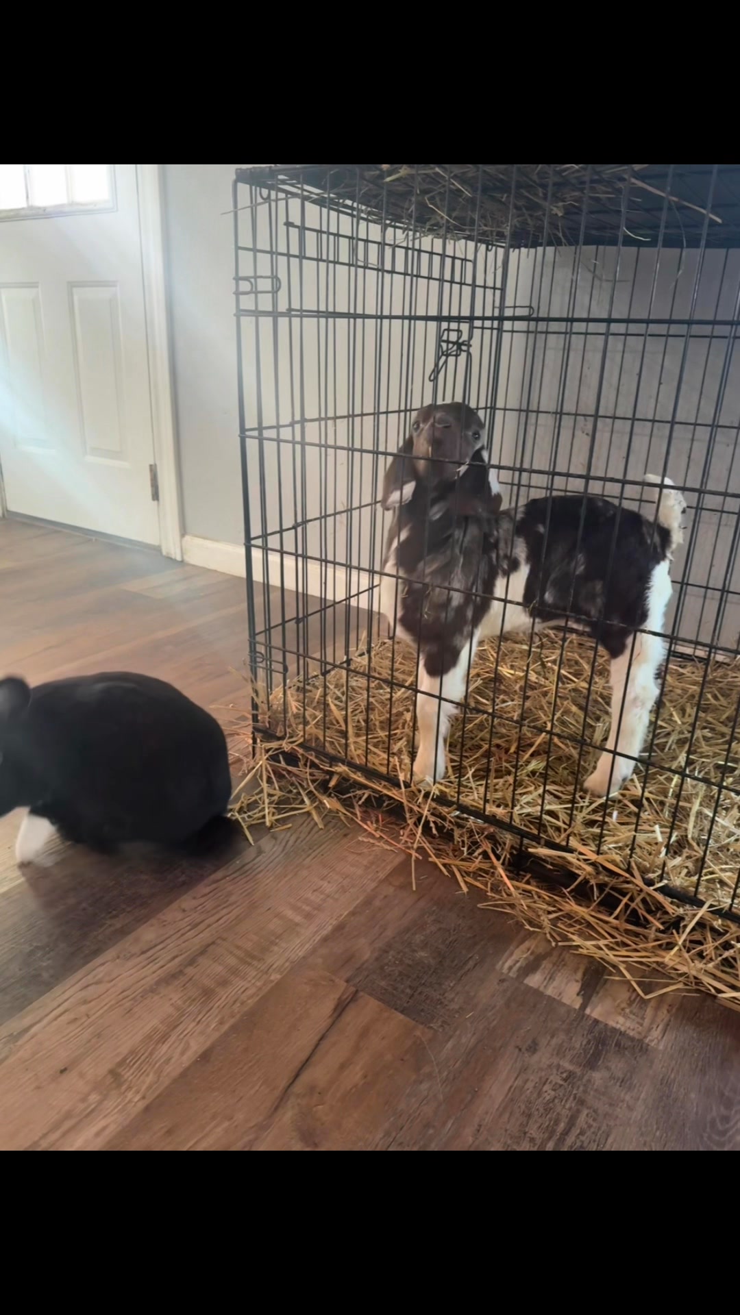 #Fyp #viral #trending #goats #rabbit | Lindsay Wright | Facebook