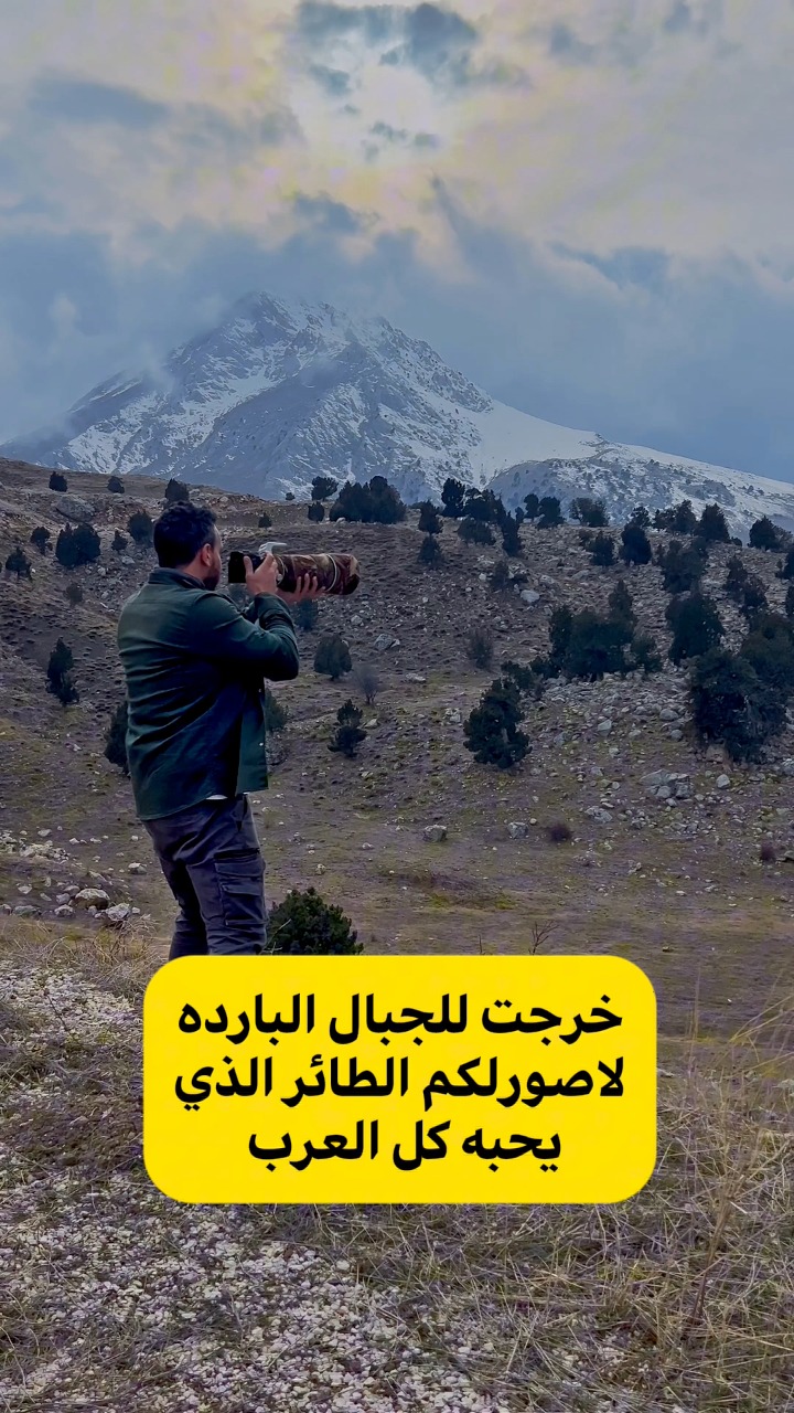 من جبال توروس..الحسون الاوروبي #حسون #طيور #حياة_برية | Hasan Rimawi ...