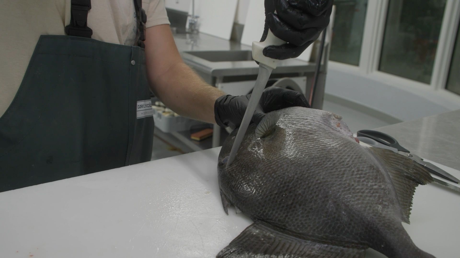 How to Fillet Triggerfish | Reed_thefishmonger | Facebook