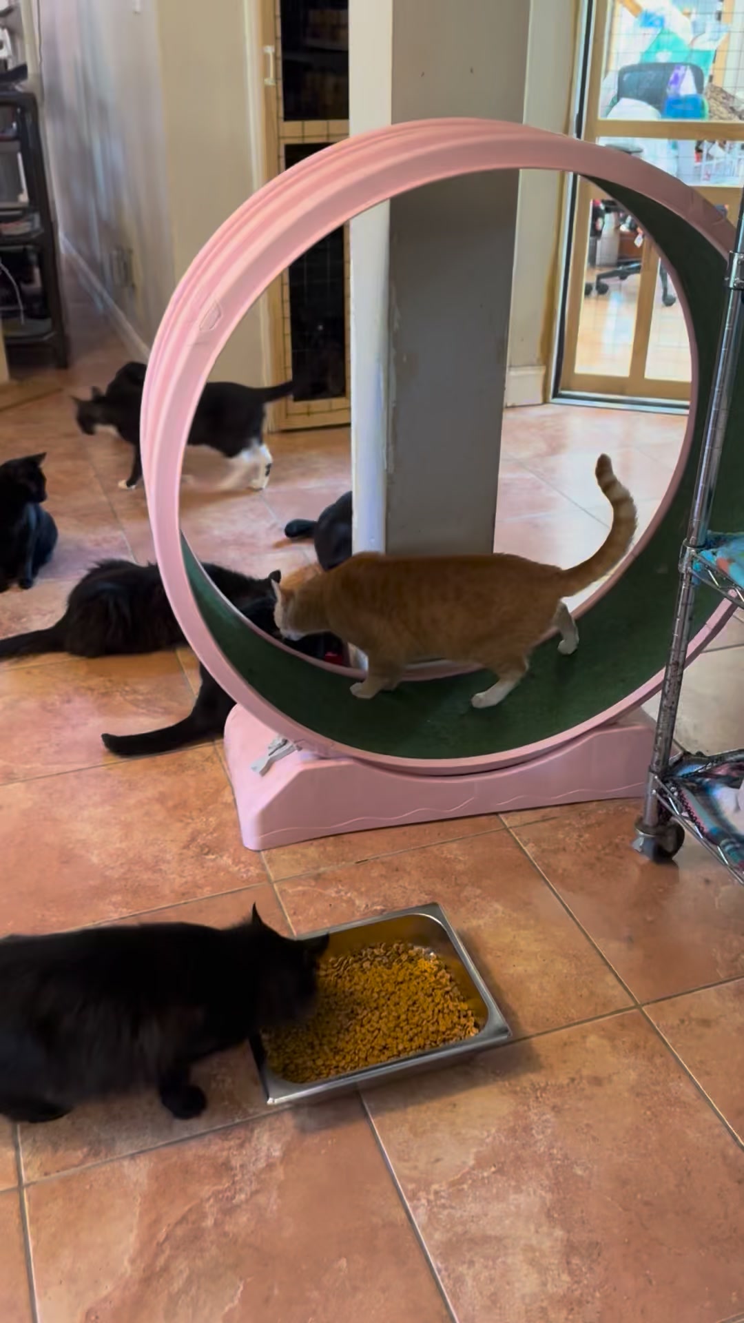 Saffron demonstrating just how smart the “orangies” are 💕🐈 # ...
