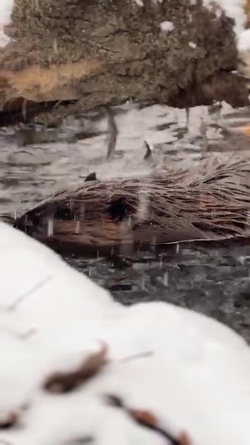 A snow day isn’t a slow day for a beaver! Busy beavers aren’t the ...