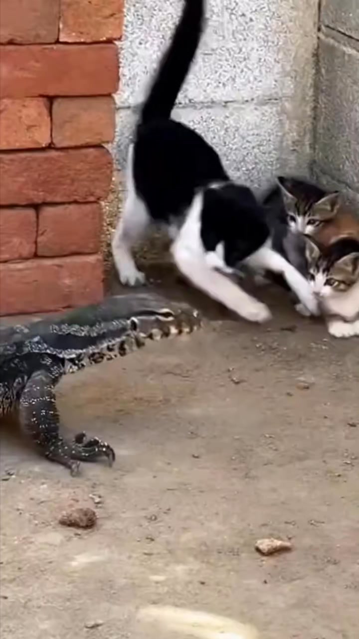 Photo inspiration: Fresh Look at Tiny Cat Takes On Massive Lizard To Save Her Babies