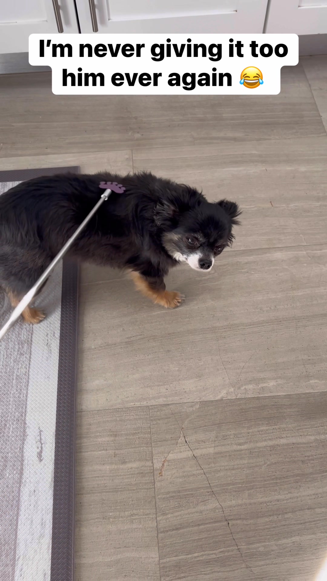 He got so scared! #reels | Neat Not Orderly | Facebook
