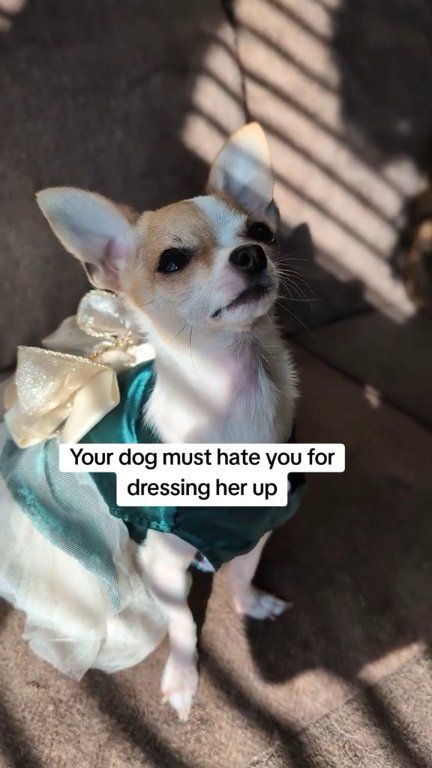 Lucy loves dressing up 👗 #dogreels #happychihuahua #tinydogs #adorable ...