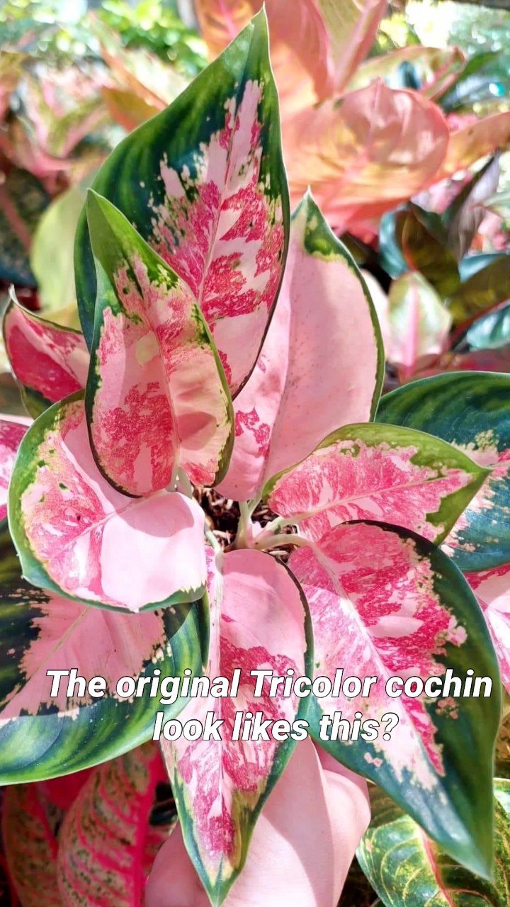 Lets start to collect our Aglaonema COCHIN series . 😍 10 series