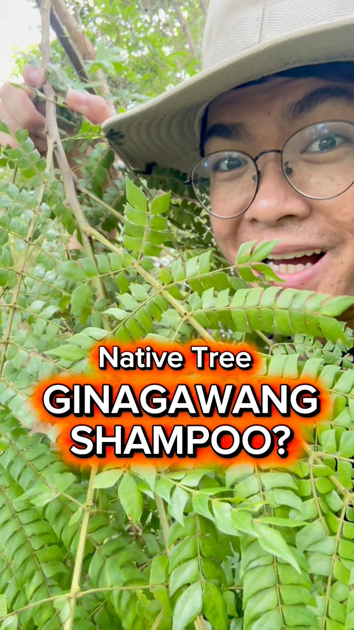 Pagsahingin is a native tree species in the Philippines. It is ...