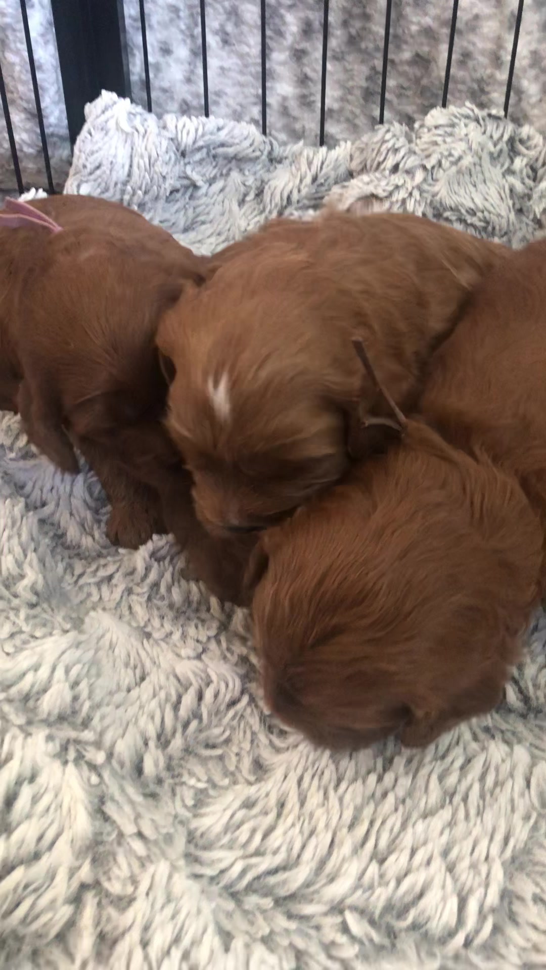 What Does Napoleon Do With The Nine Puppies
