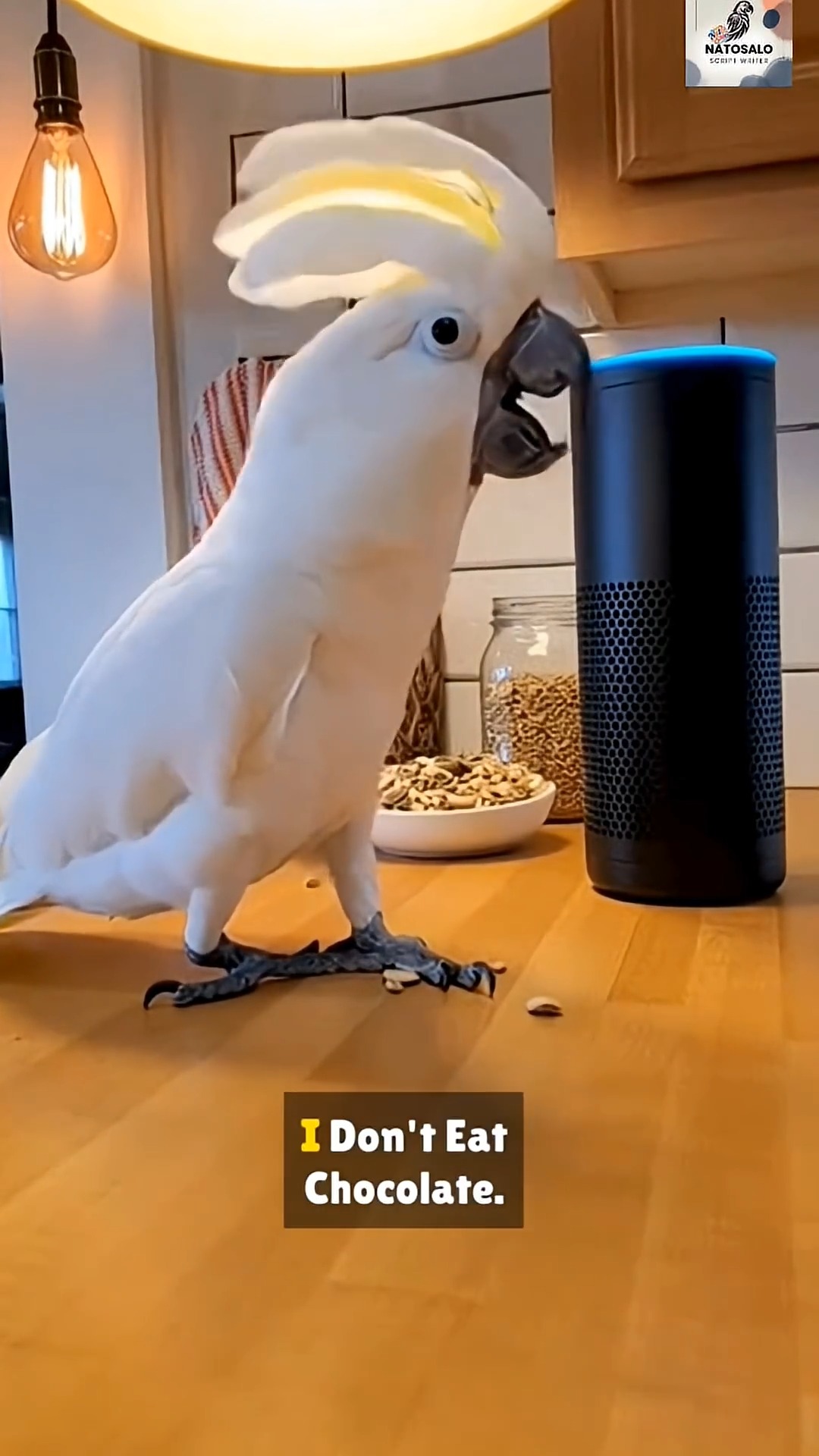 Alexa Outsmart Parrot Funny Moment #funny #talkingparrot #funnybird # ...