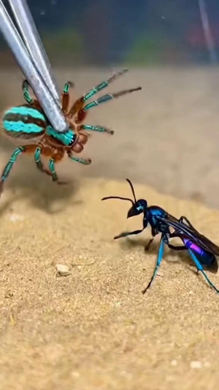 Wasp 🐝 vs Spider 🕷️ — a tense backyard standoff as a buzzing wasp ...
