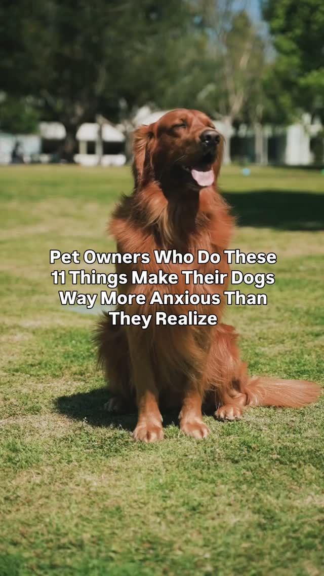 Most dog parents mean well, but some everyday habits can quietly make ...