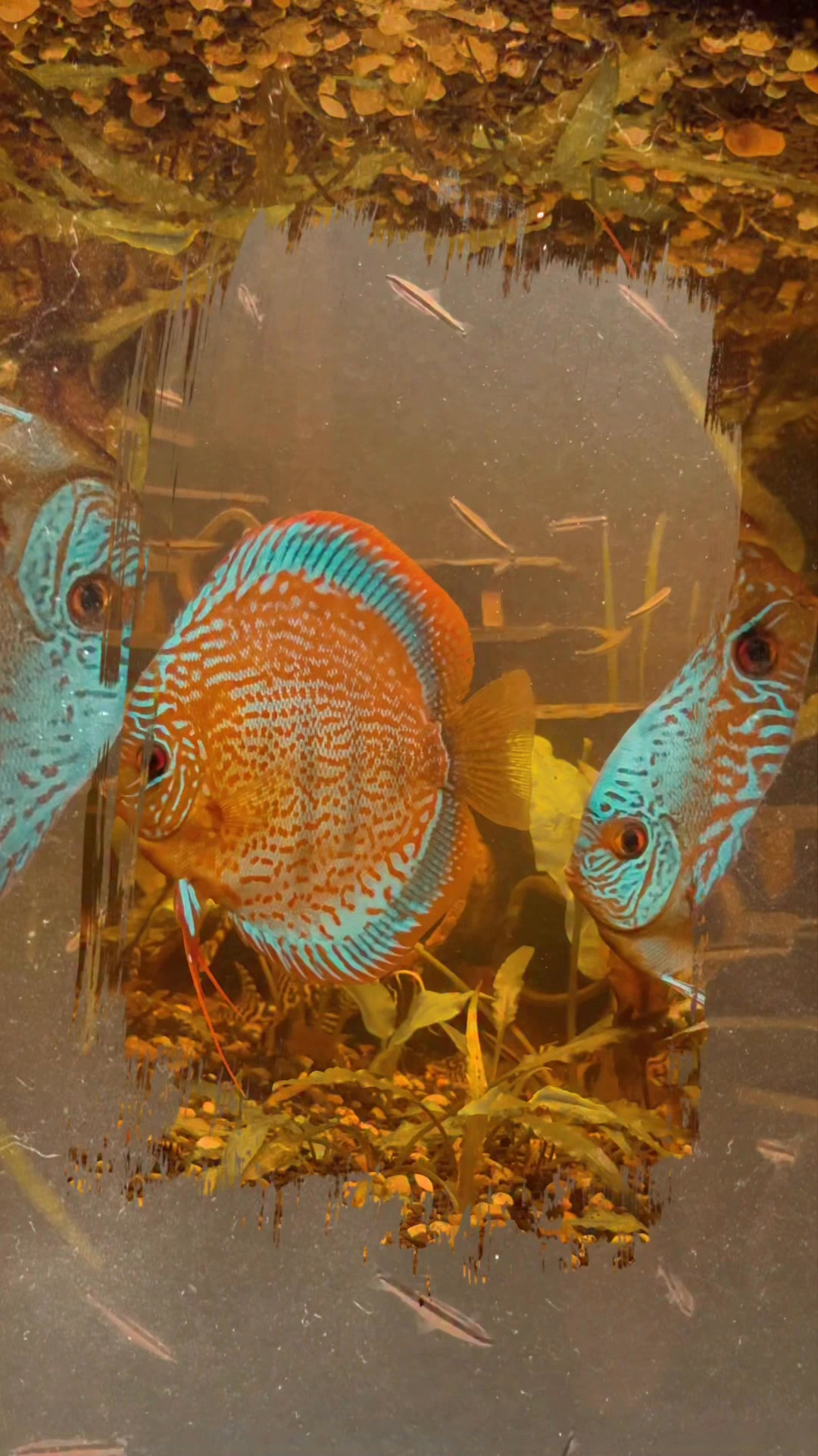 Discus Fish International (Breeders,News,Competitions,Amateurs) | Facebook