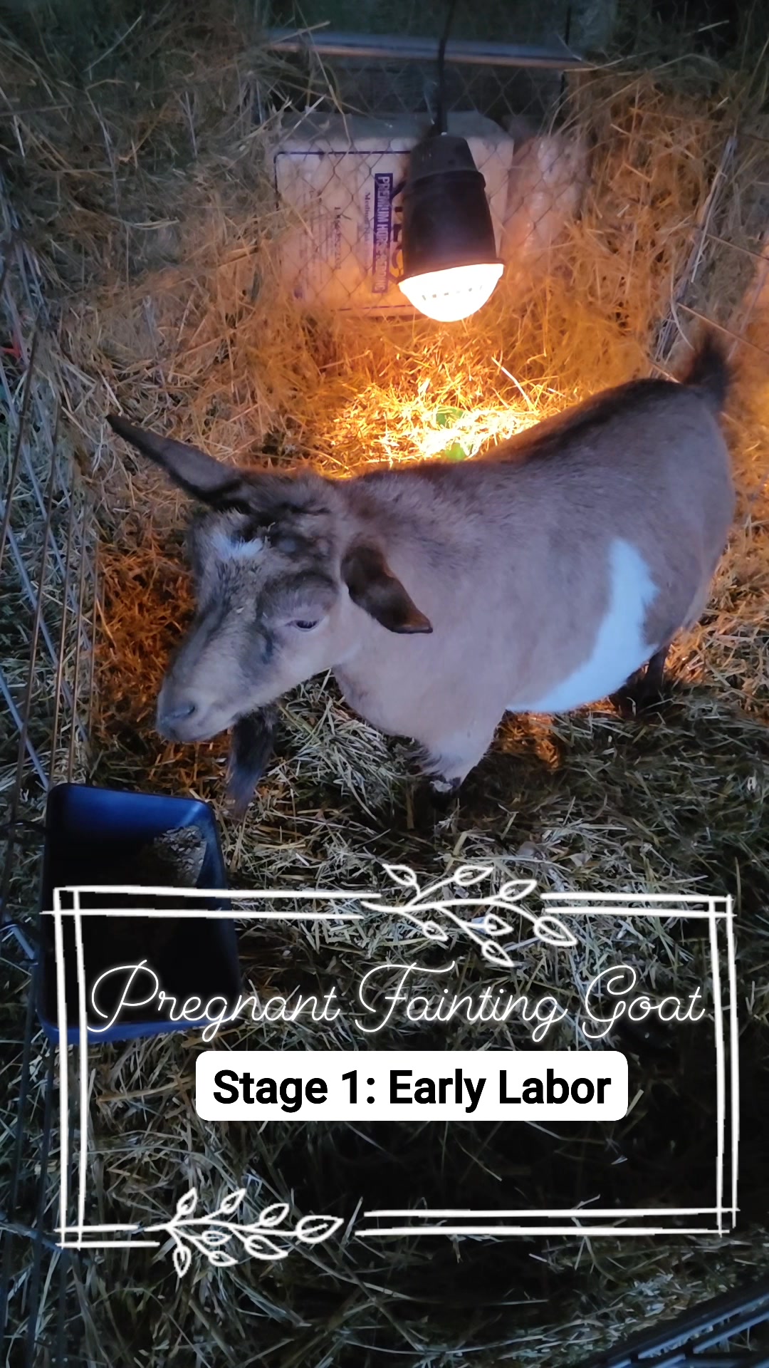 Stage 1 🐐 Early Labor Observations: Pawing/nesting, star-gazing/zoning ...