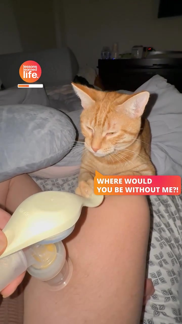 What a helpful kitty 😸 #cat #parenting | Lessons Learned In Life | Facebook