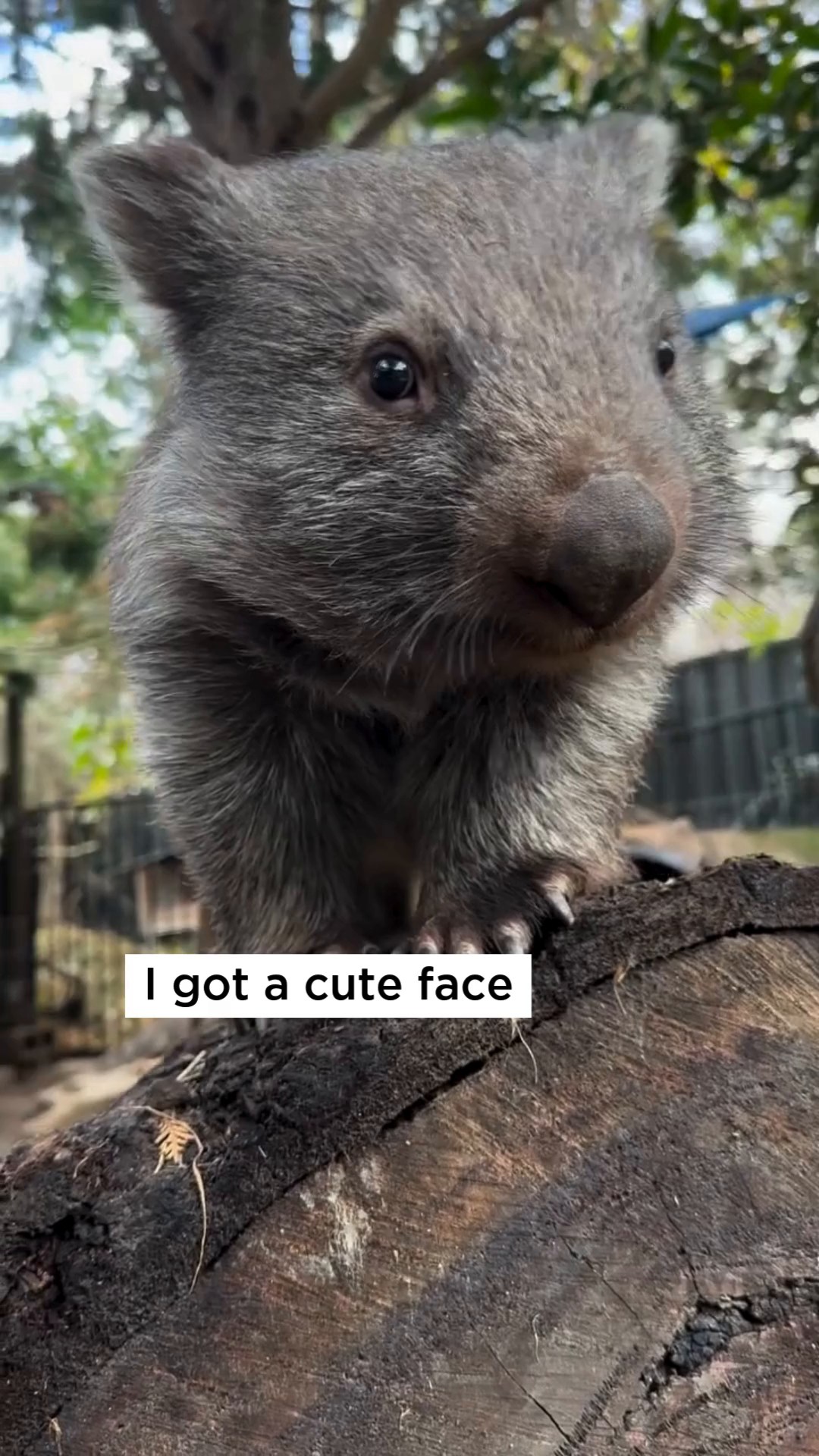Wombats always deserve a double take. ️ We're certain this song was ...